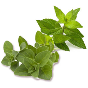 OREGANO PERENNIAL AND HERBS MACHINE OREGANO PERENNIAL AND HERBS MACHINE
